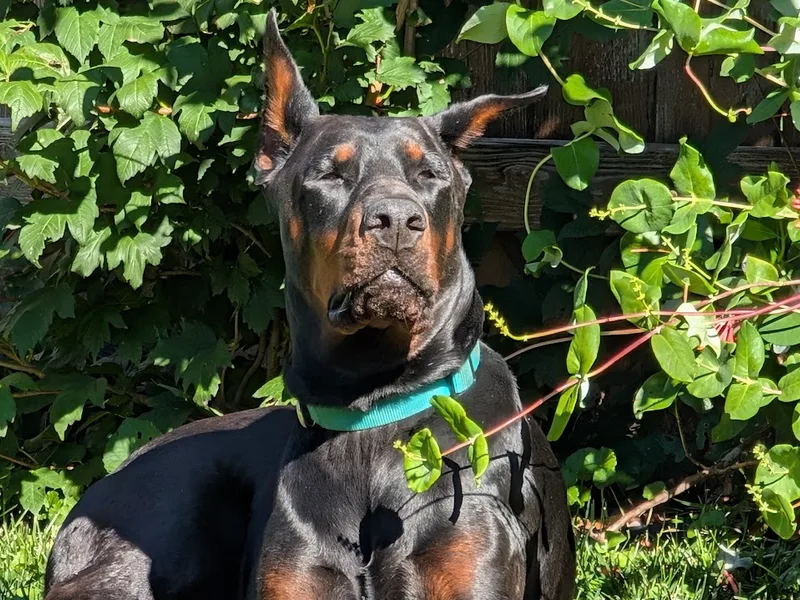 CzukiewskiDaringDoberman
