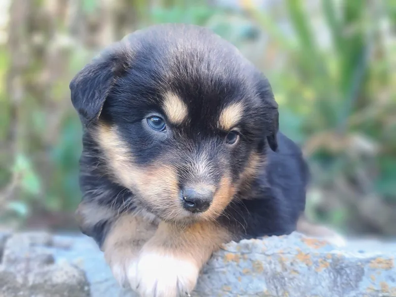 D&amp;D Australian Shepherds