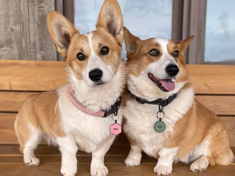 D&amp;D Country Corgis