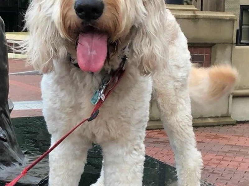 D &amp; D Golden Doodles, LLC