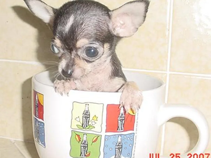 D&amp;D Hill Country Cockers and Chihuahuas