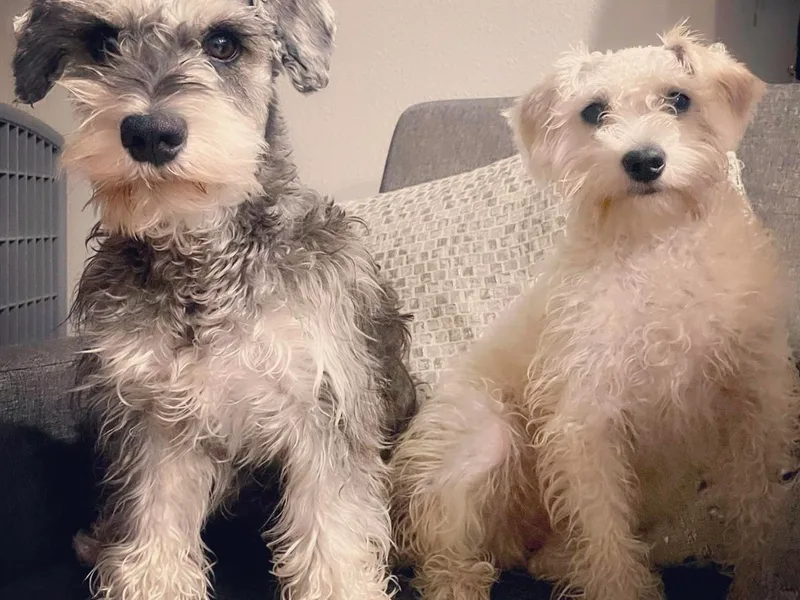 D&amp;D Mini Schnauzers