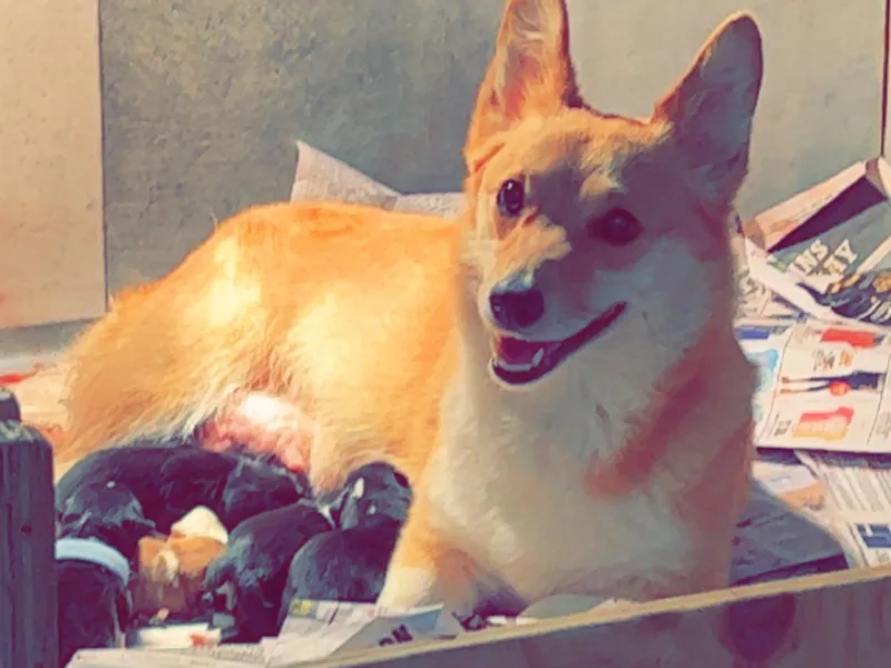 D&amp;D P.W.Corgi's