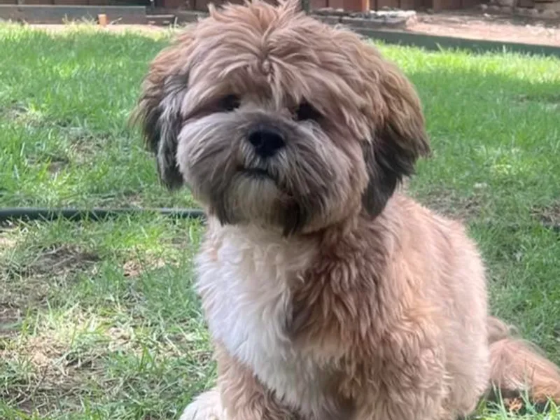 D&amp;D’s Lhasa Apsos