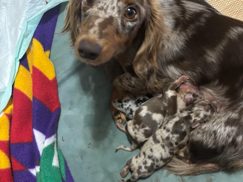 D &amp; F Doxies