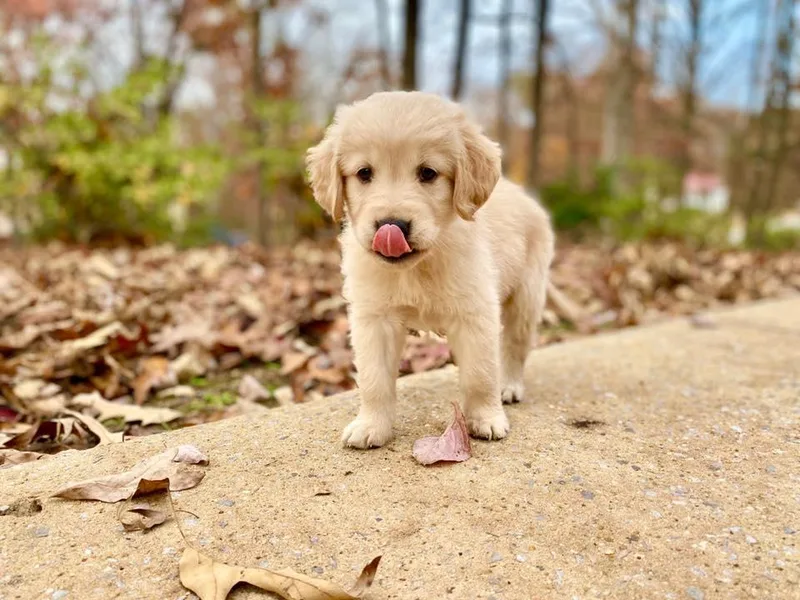 D&amp;J Golden Retrievers