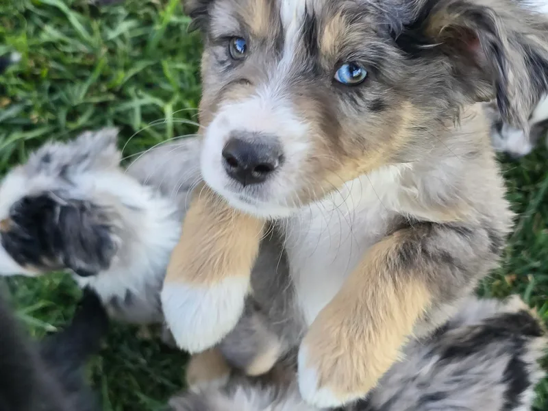 D &amp; L Mini Aussies