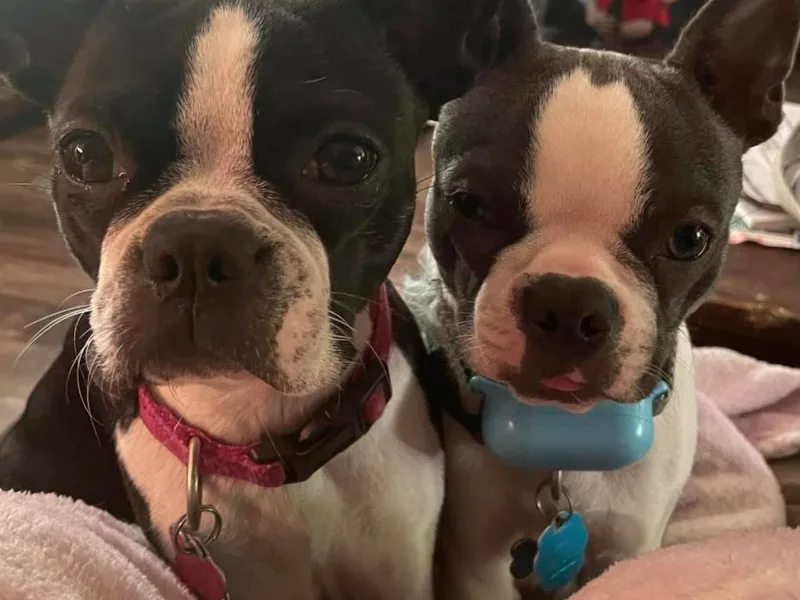 D &amp; R Boston Terriers photo 1