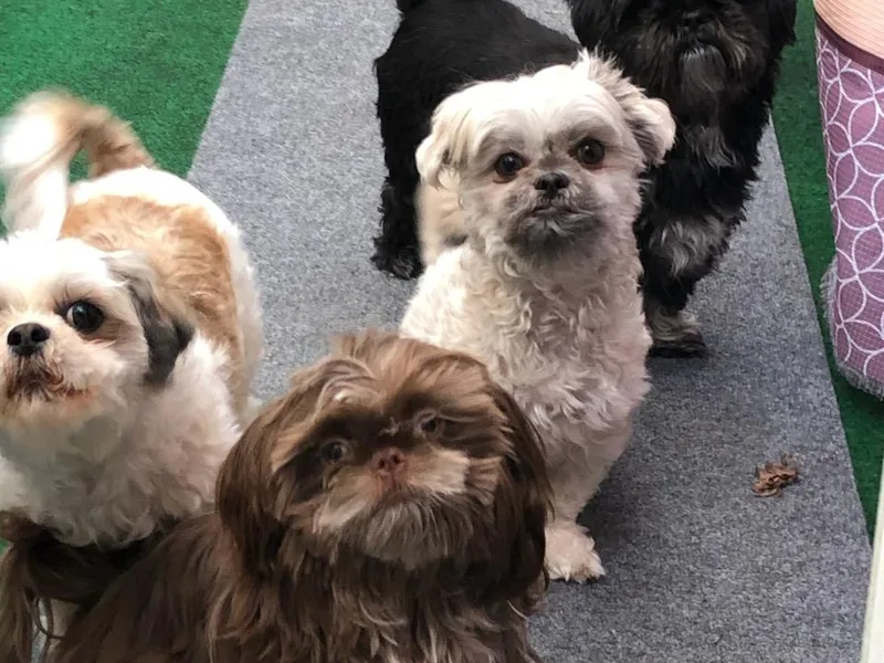 D &amp; W Shih Tzu Breeding