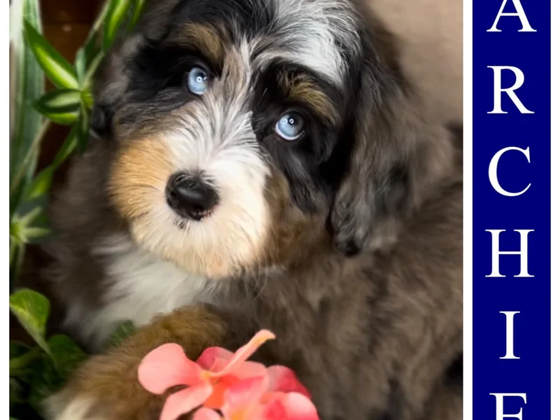 D and D’s Dandy Doodles