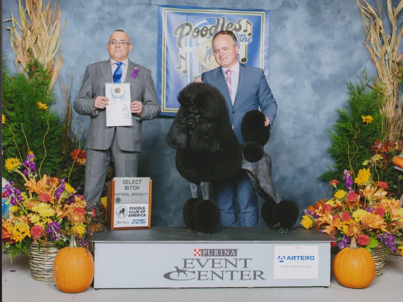 D and D Standard Poodles