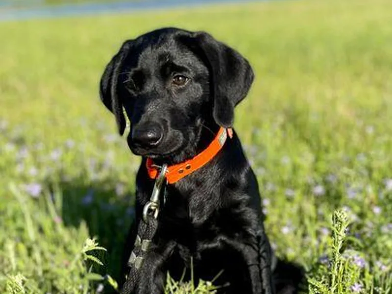D and R Kennels, LLC