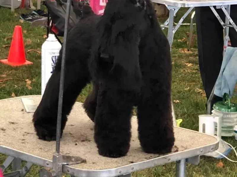 D’Angels Schnauzers LLC
