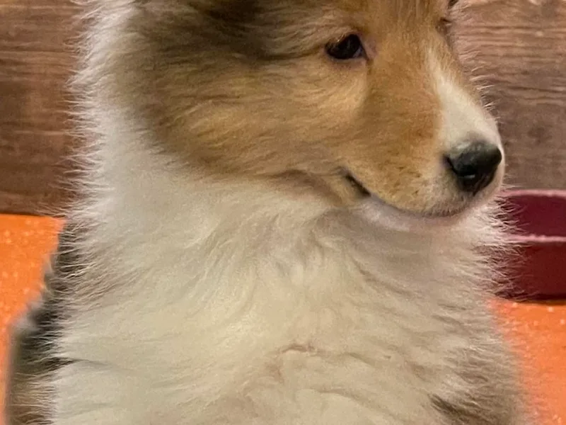 D’Anne Sherbrooke's Shetland Sheepdogs