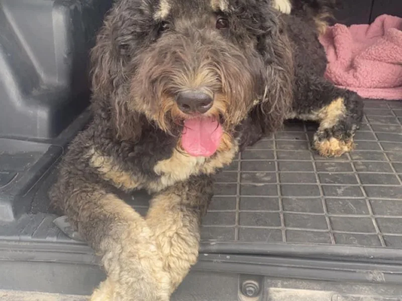 D-H Poodles &amp; Doodles