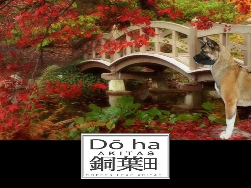 Dō-ha Akitas