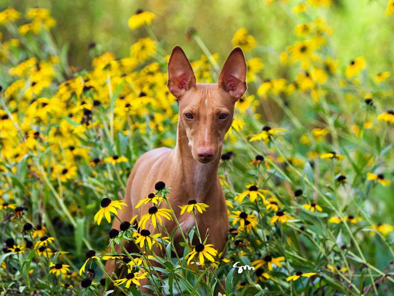 d'Lea Cirnechi photo 1