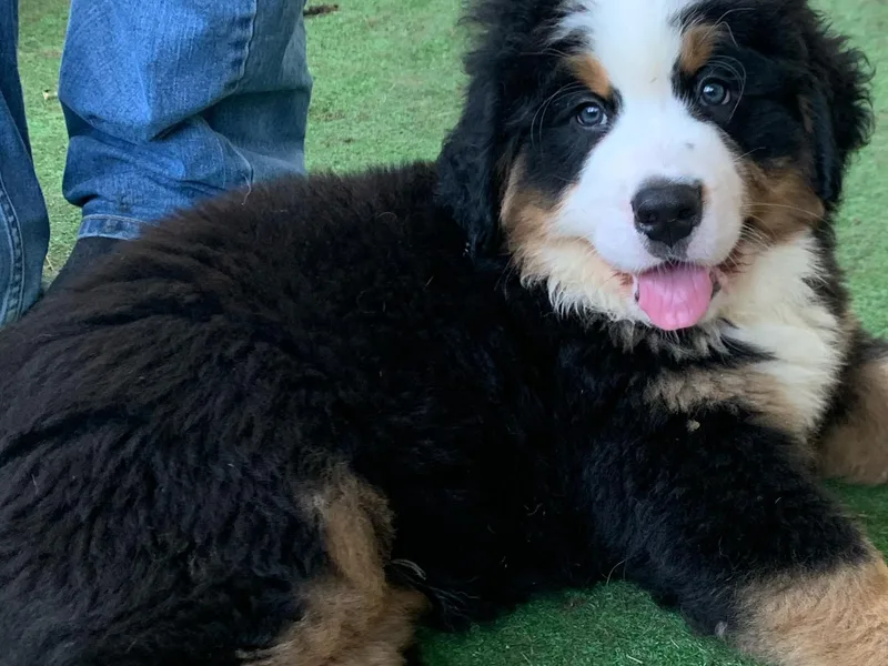 D’S Bernese Mountain Dogs