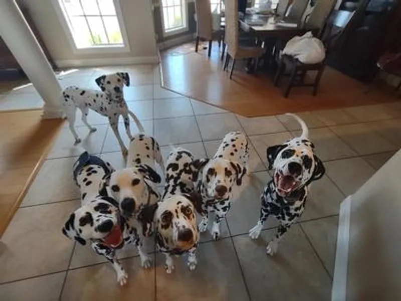 D'vine Dalmatians