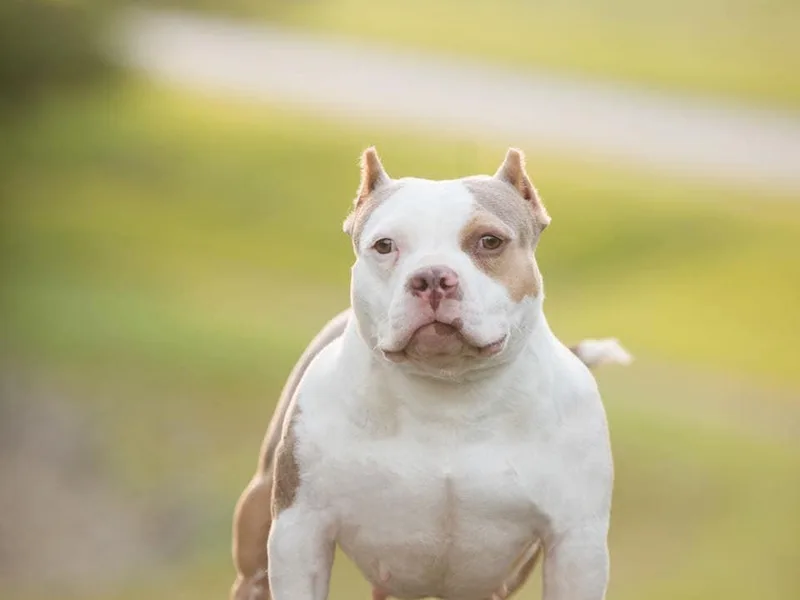 D’vine Victory Kennels