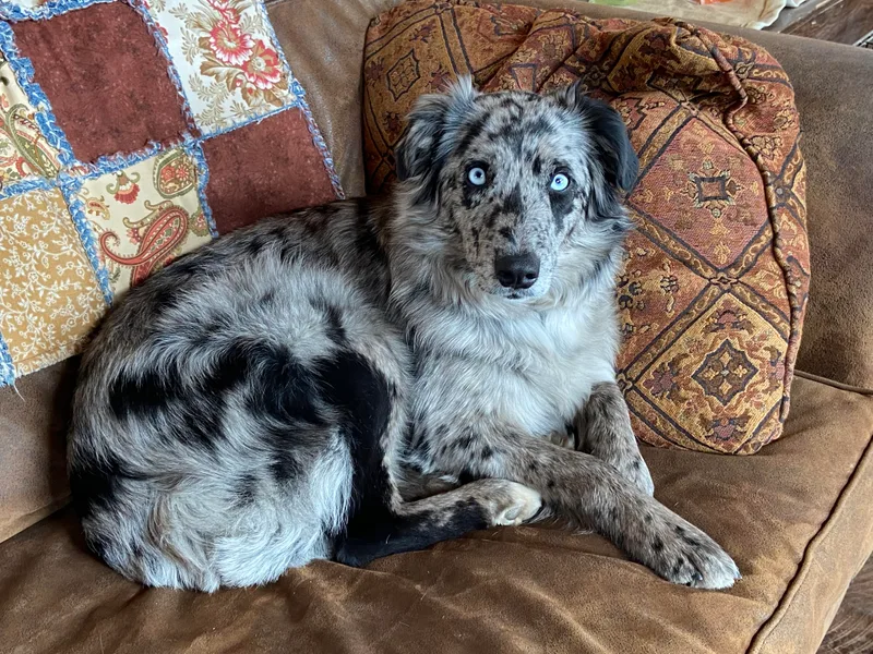 D4R Australian Shepherds