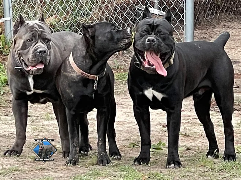 Da Boyz Cane Corso