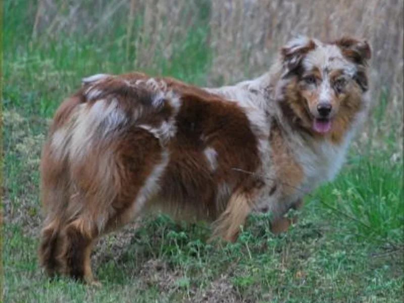 Dabbs Creek Aussies