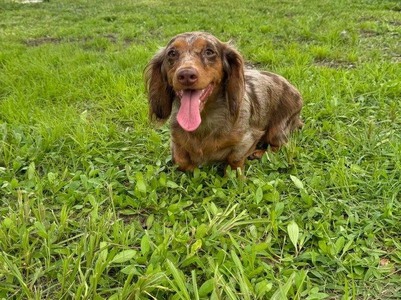 Dach of Doxies