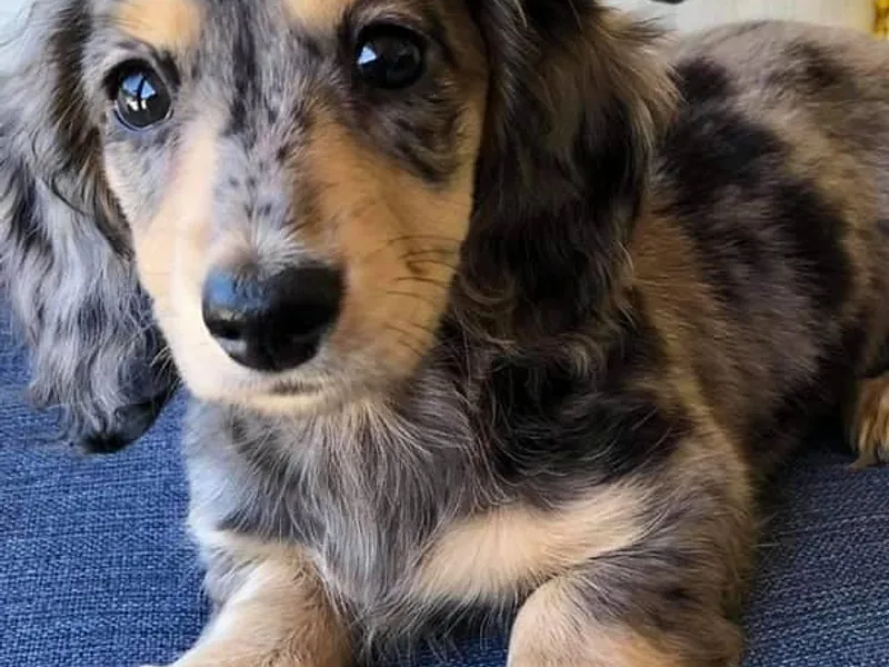 DachGraston Dachshunds