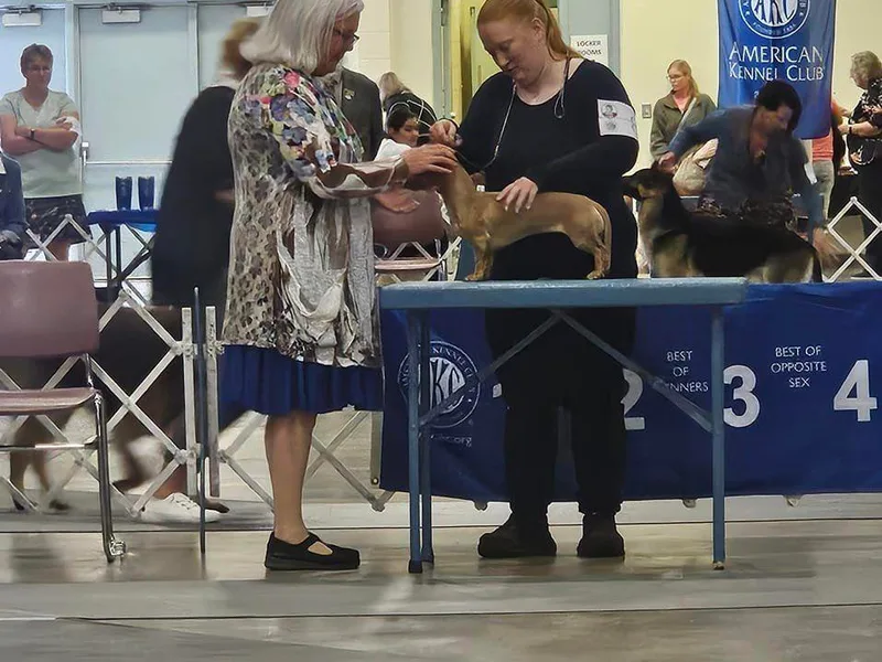 Dachhalla Dachshunds