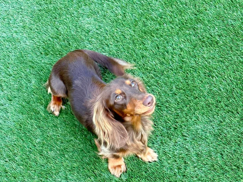 Dachshund D’Amore photo 1