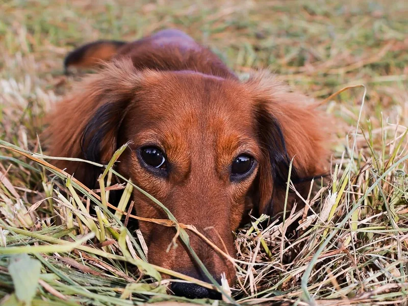 Dachshund Delight