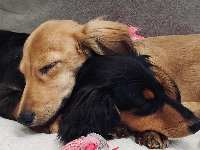 Dachshund Den Central Coast