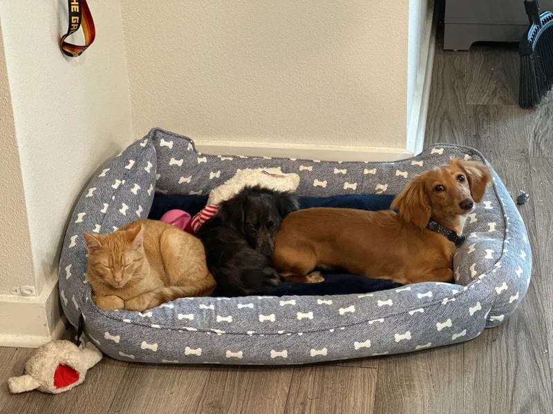 Dachshund Farms