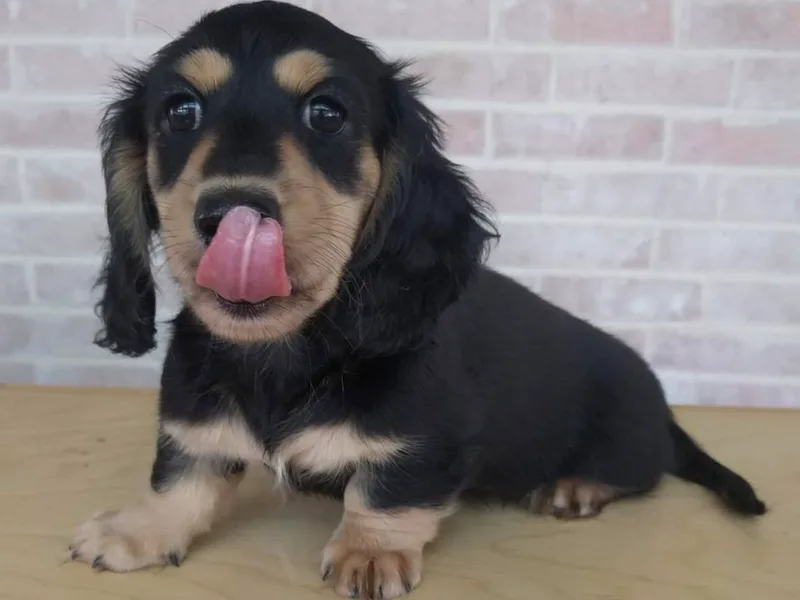 Dachshund Hall photo 1