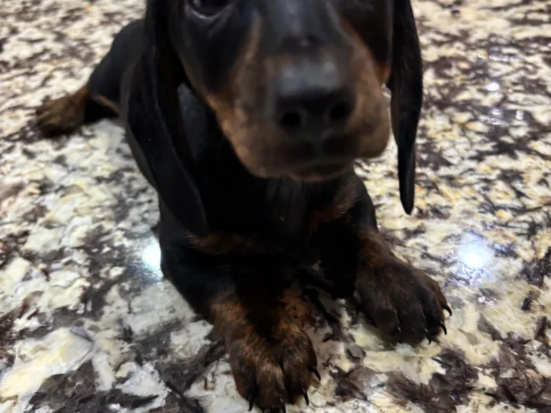 Dachshund Puppies