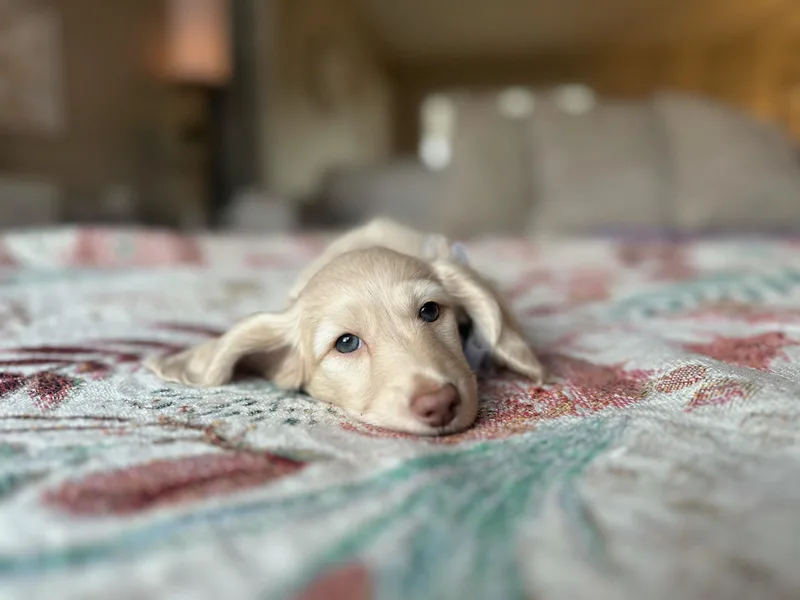 Dachshundly Perfect photo 1