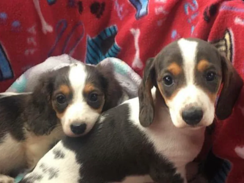 Dachshunds An More Dachshunds