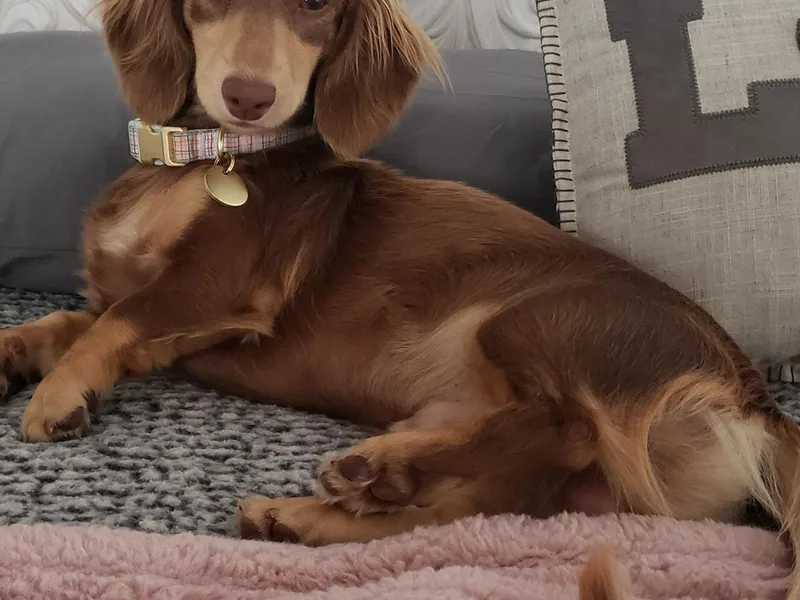 Dachshunds Elite photo 1