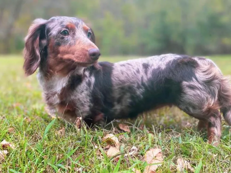 Dachshunds of Bunch