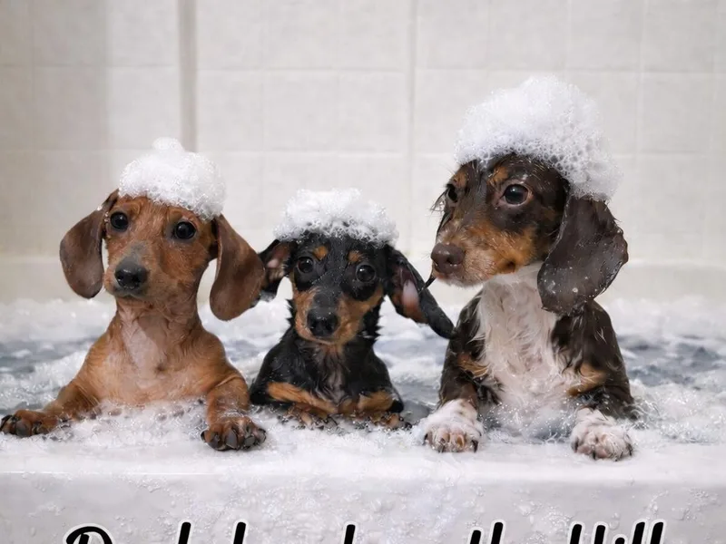 Dachshunds on the Hill