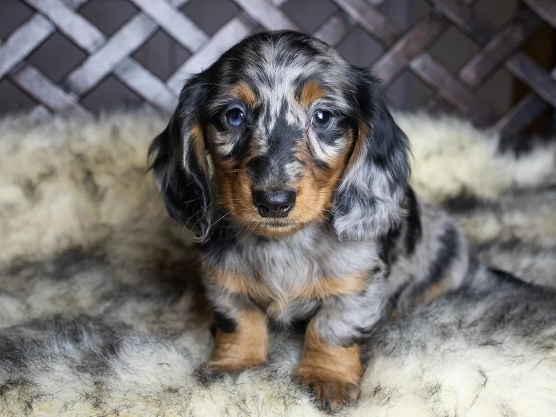 Dachsy photo 1