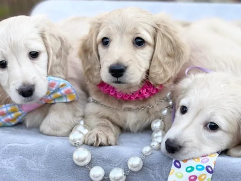 Dackel Land Dachshunds