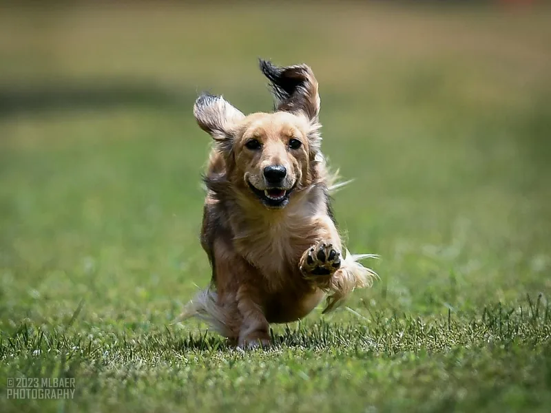 Dackelbrook Dachshunds photo 1