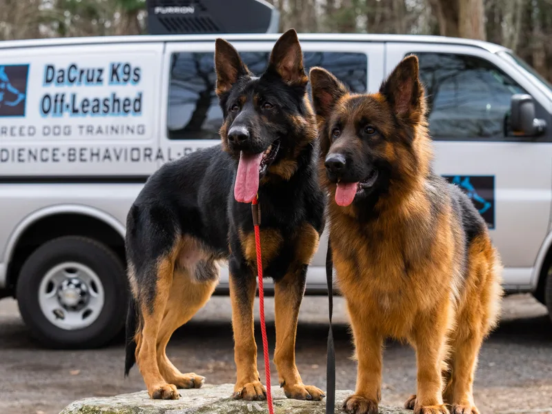 DaCruz K9s