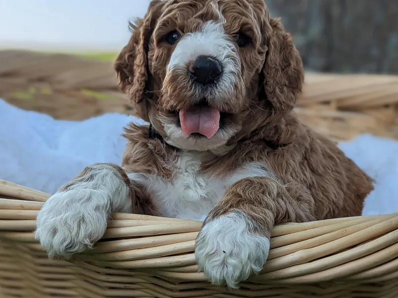 Dad Byrne Doodles N' Poodles