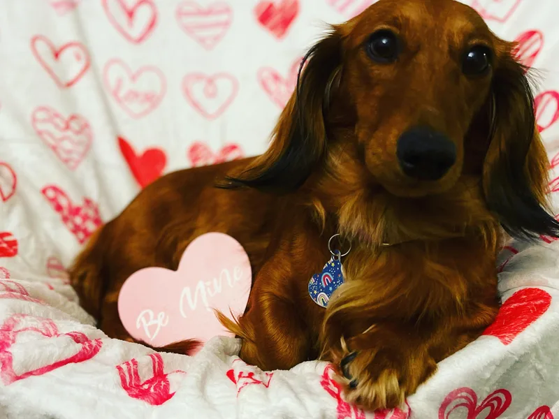 Dadecounty’s Dachshunds