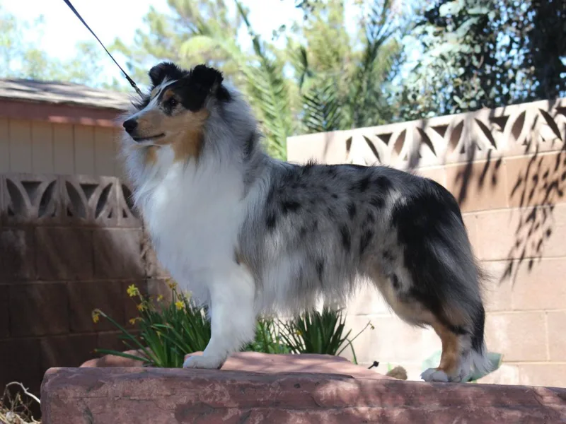 Daedream Shelties