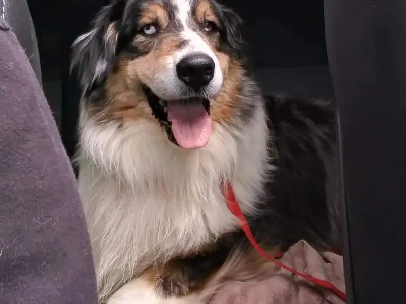 Daffodil Australian Shepherds