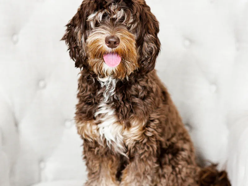 Daffodil Hill Australian Labradoodles